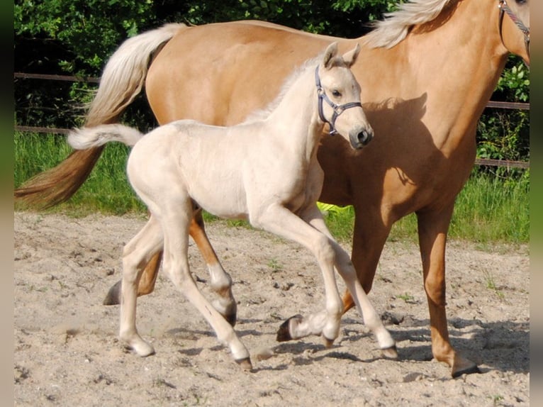 Palomino Hengst Fohlen (05/2024) 168 cm Palomino in Aars