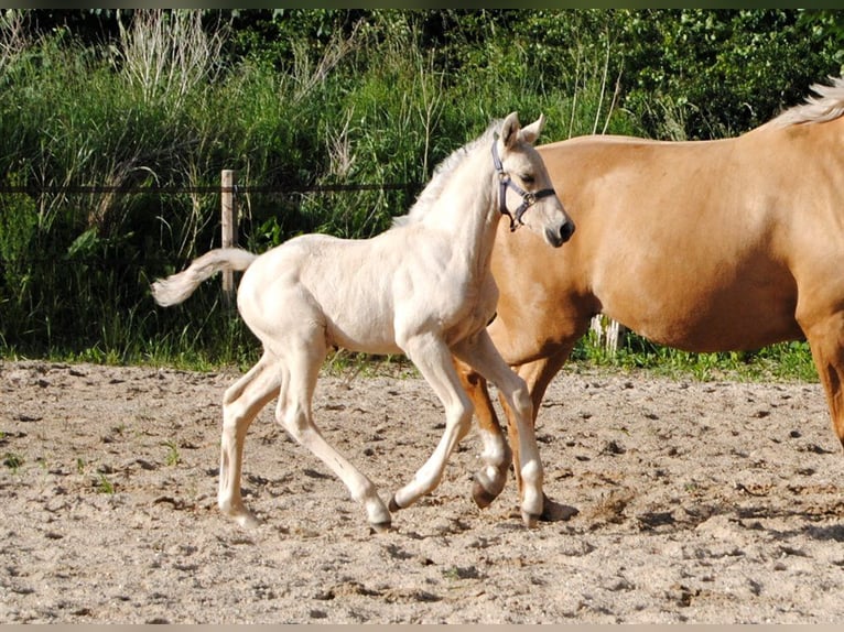 Palomino Hengst Fohlen (05/2024) 168 cm Palomino in Aars