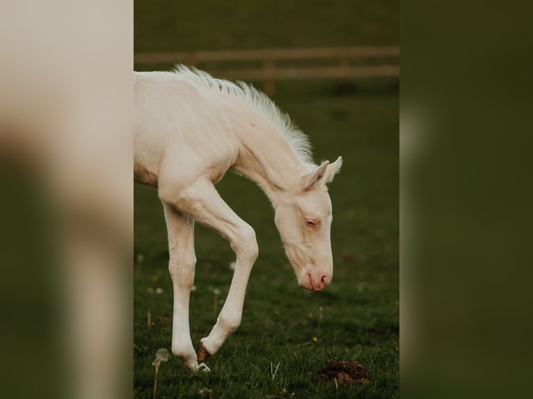 Palomino Hengst veulen (04/2024) 168 cm Cremello in Kokkedal