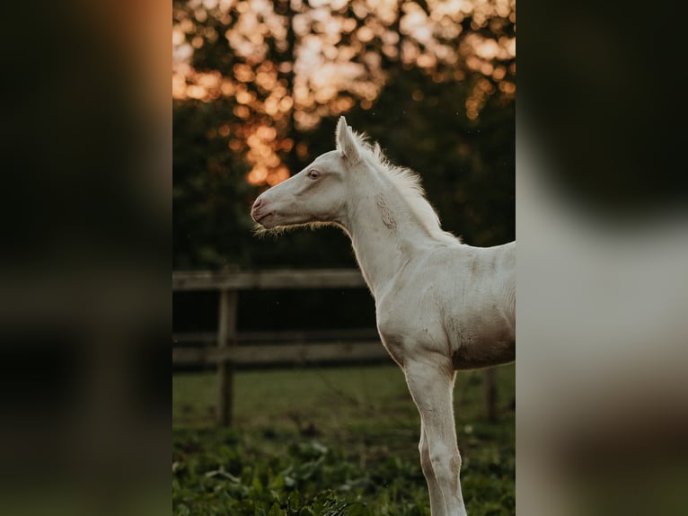 Palomino Hengst veulen (04/2024) 168 cm Cremello in Kokkedal