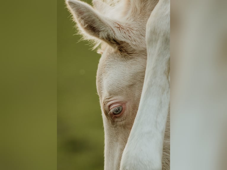 Palomino Hengst veulen (04/2024) 168 cm Cremello in Kokkedal