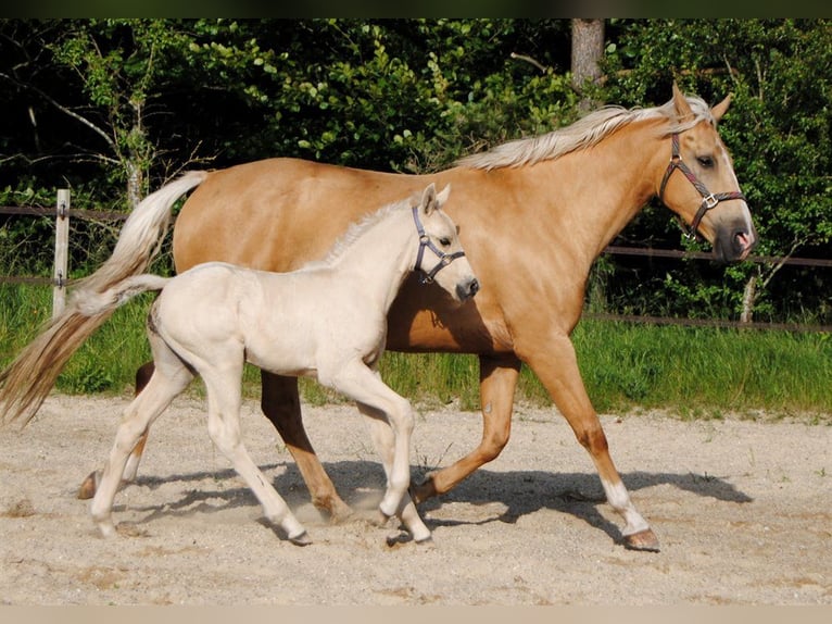 Palomino Hengst veulen (05/2024) 168 cm Palomino in Aars