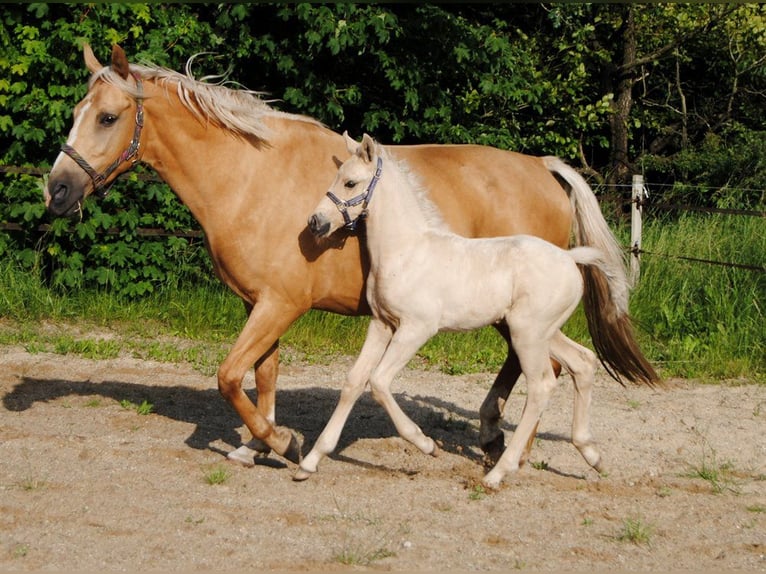 Palomino Hengst veulen (05/2024) 168 cm Palomino in Aars