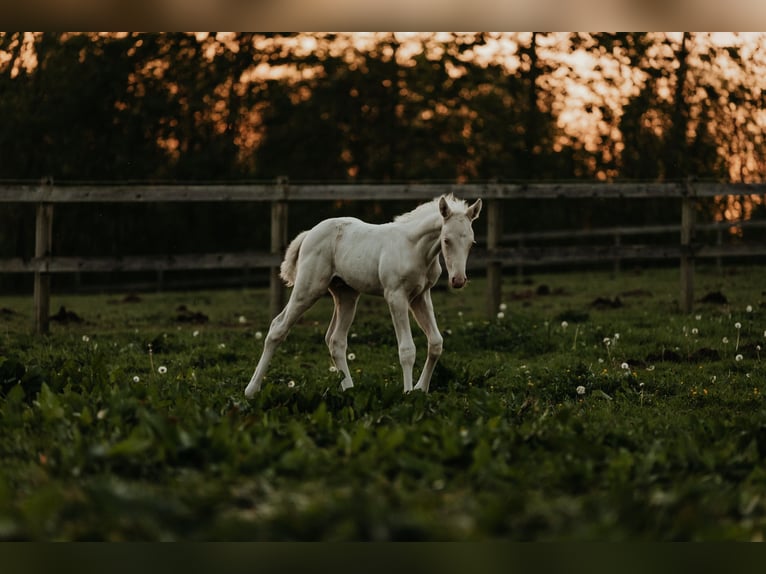 Palomino Hingst Föl (04/2024) 168 cm Cremello in Kokkedal