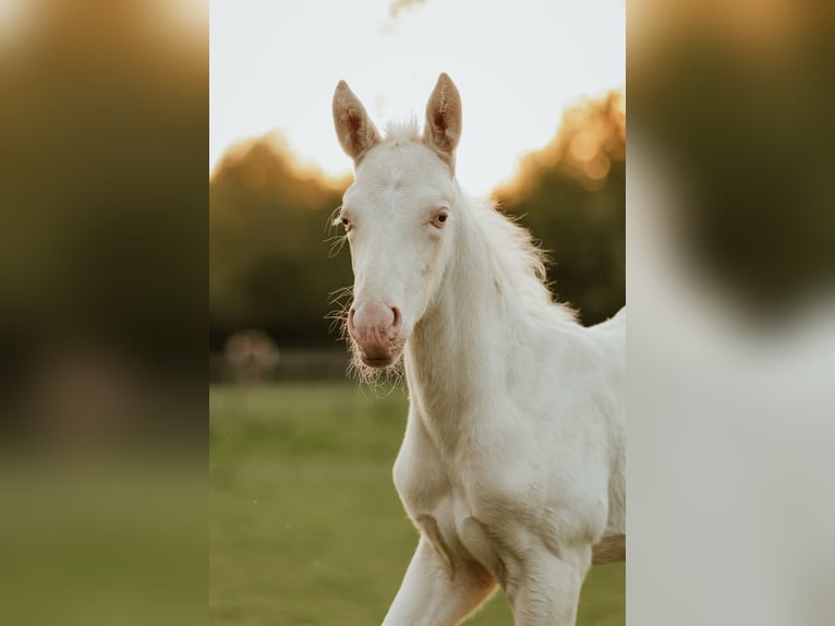 Palomino Hingst Föl (04/2024) 168 cm Cremello in Kokkedal