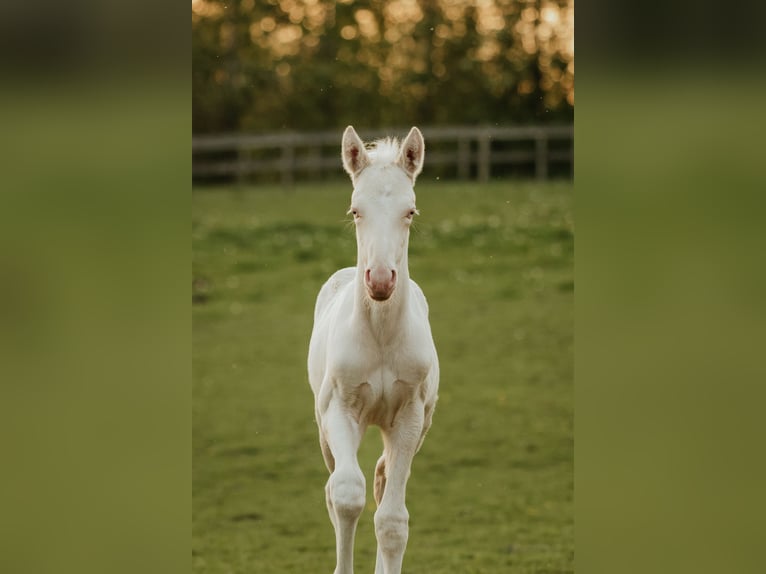 Palomino Hingst Föl (04/2024) 168 cm Cremello in Kokkedal