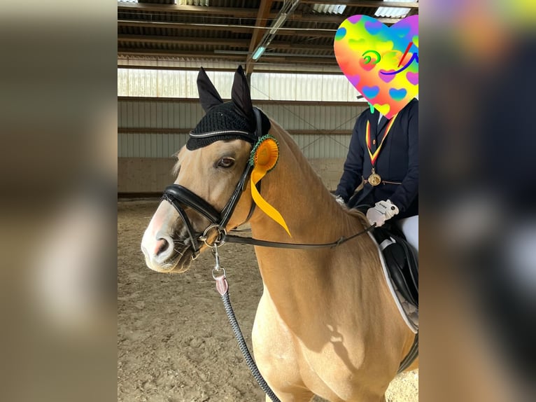 Palomino Hongre 10 Ans 137 cm Palomino in Beckingen