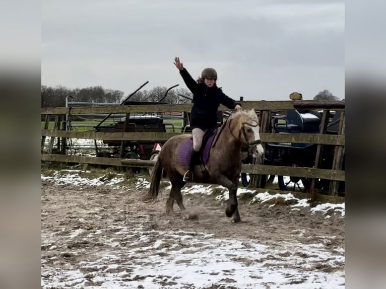 Palomino Hongre 13 Ans 133 cm Palomino in Barneveld
