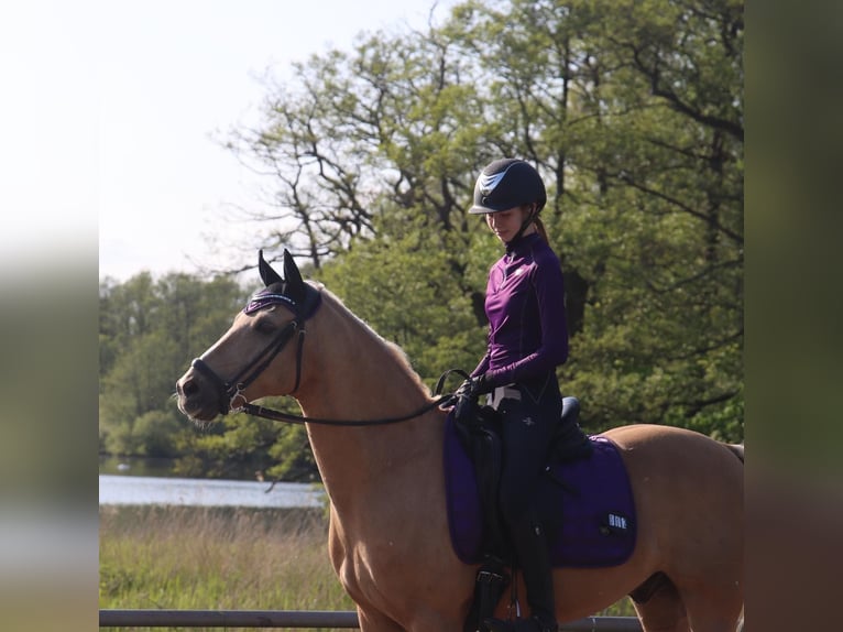 Palomino Hongre 13 Ans 140 cm Palomino in Ølstykke