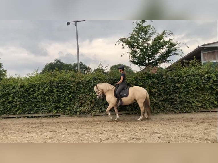 Palomino Hongre 13 Ans 150 cm Palomino in WedeL Palomino Hongre 13 Ans 150 cm Palomino in WedeL