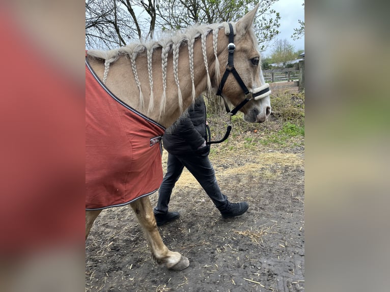 Palomino Hongre 14 Ans 154 cm Palomino in Finsing
