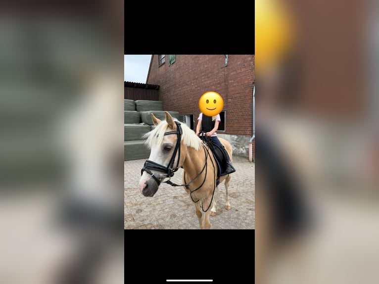 Palomino Hongre 18 Ans 142 cm Palomino in Dissen am Teutoburger Wald