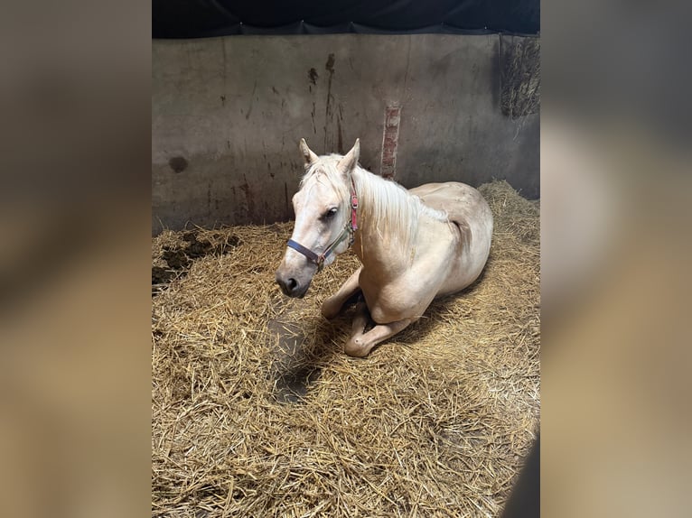 Palomino Croisé Hongre 2 Ans 154 cm Palomino in Geesteren