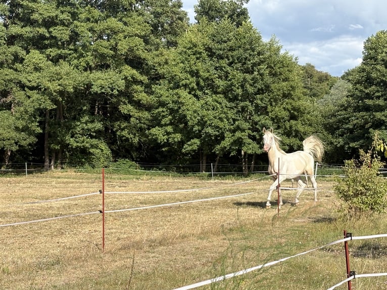 Palomino Croisé Hongre 2 Ans 163 cm Palomino in Zirchow