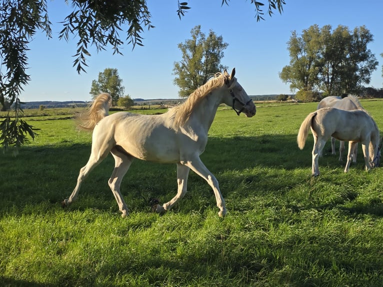 Palomino Croisé Hongre 2 Ans 163 cm Palomino in Zirchow