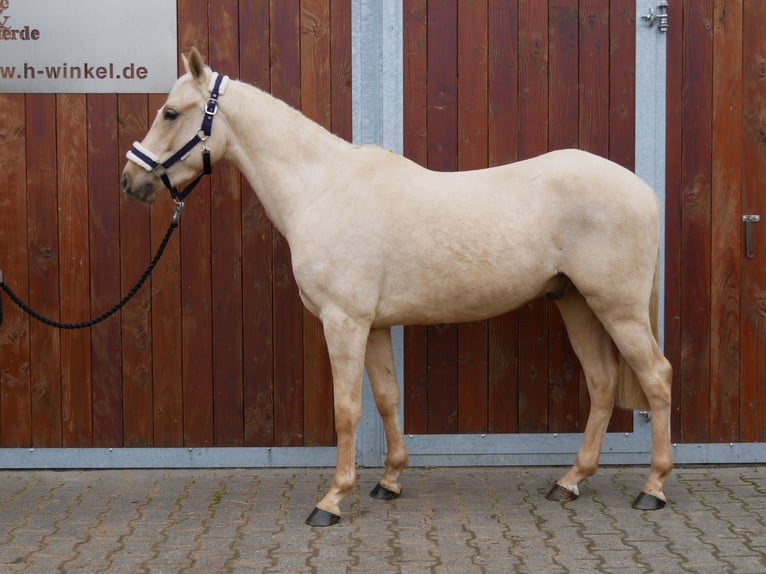 Palomino Hongre 3 Ans 145 cm in Dorsten