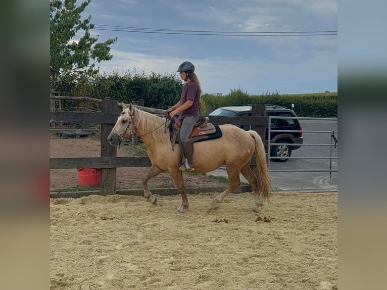 Palomino Hongre 3 Ans 150 cm  in Daleiden