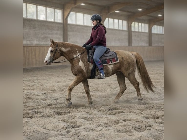 Palomino Hongre 4 Ans 157 cm Palomino in Zembschen