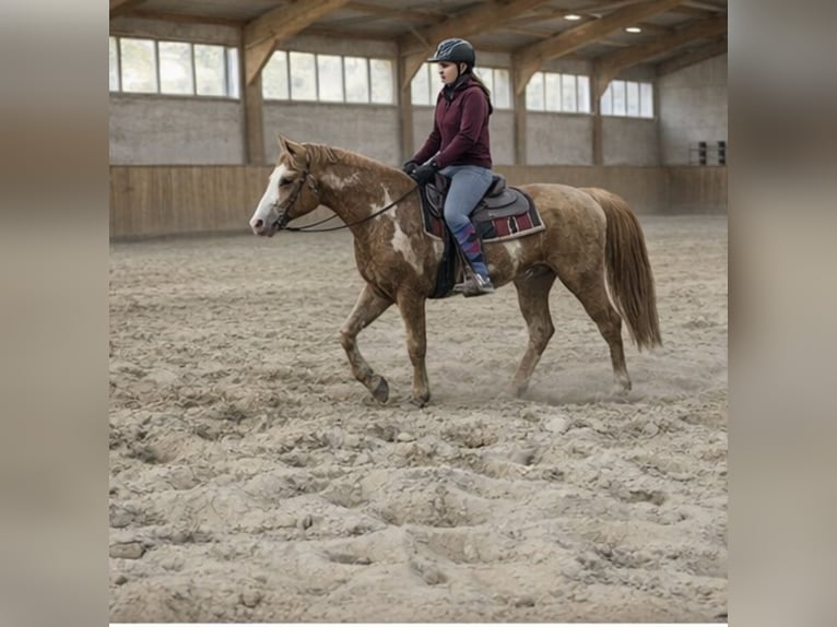 Palomino Hongre 4 Ans 157 cm Palomino in Zembschen