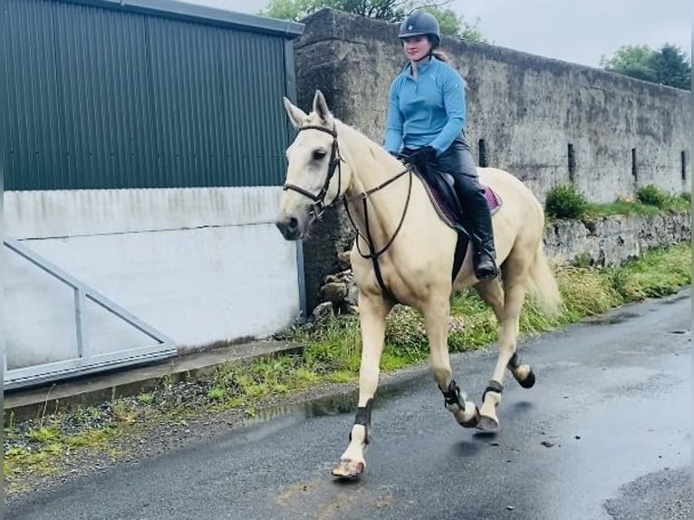 Palomino Hongre 4 Ans 173 cm Palomino in Sligo