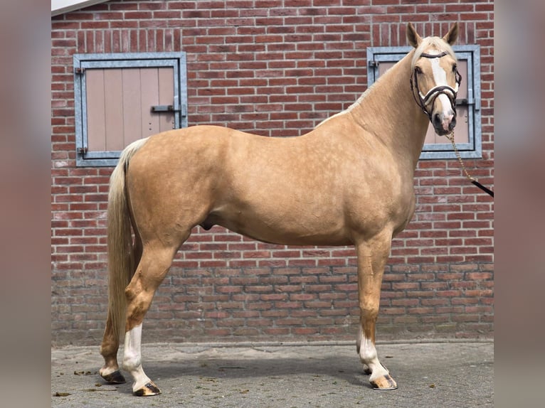 Palomino Hongre 5 Ans 171 cm Palomino in Someren