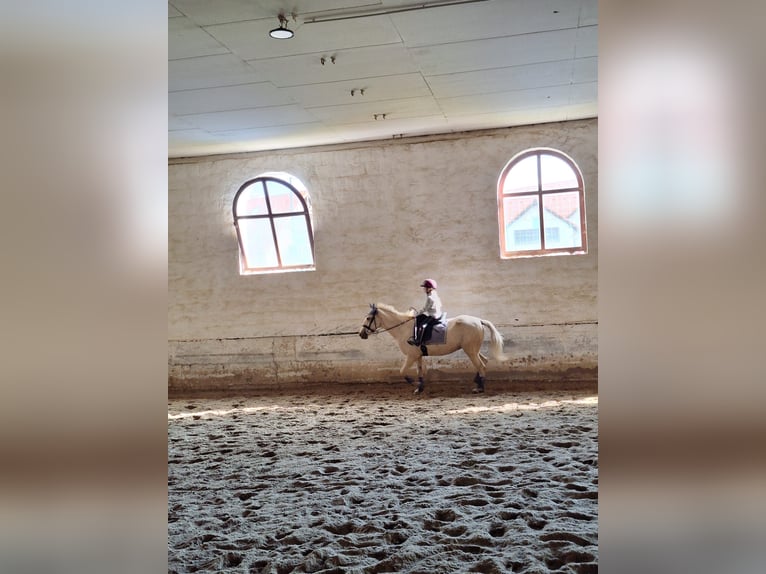 Palomino Croisé Jument 10 Ans 125 cm Palomino in Mihályi