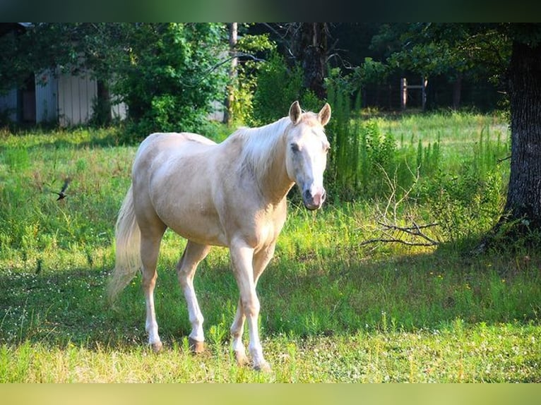 Palomino Jument 10 Ans 163 cm Cremello in Melrose Park, IL