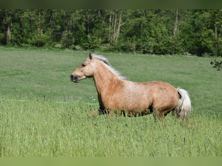 Palomino Jument 11 Ans 138 cm in Timmendorfer Strand