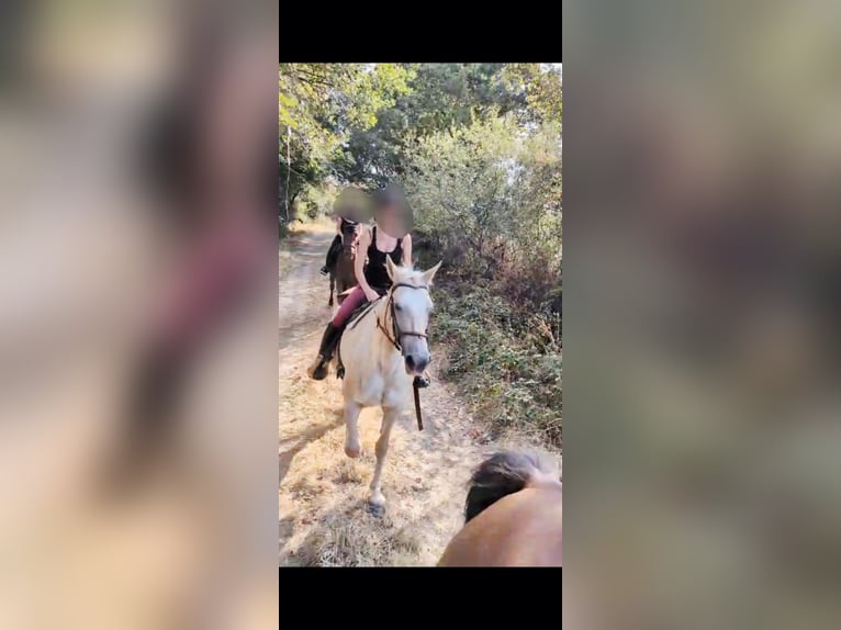 Palomino Jument 13 Ans 155 cm Palomino in st aout