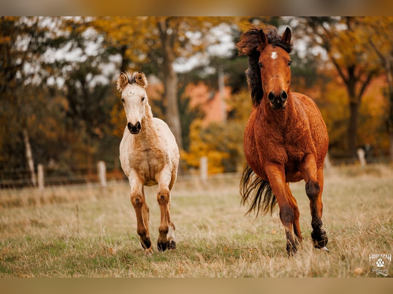 Palomino Jument 1 Année 157 cm Buckskin in Thedinghausen