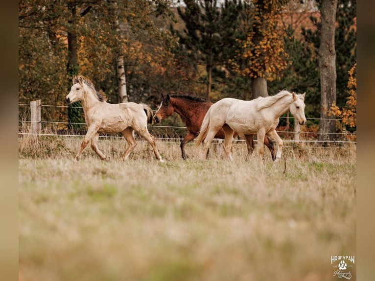 Palomino Jument 1 Année 157 cm Buckskin in Thedinghausen