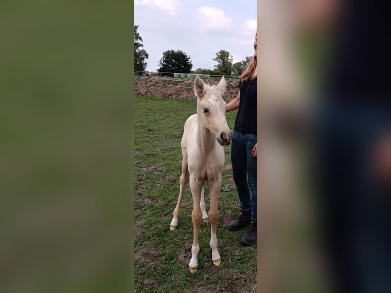 Palomino Jument 2 Ans 157 cm Palomino in Thedinghausen