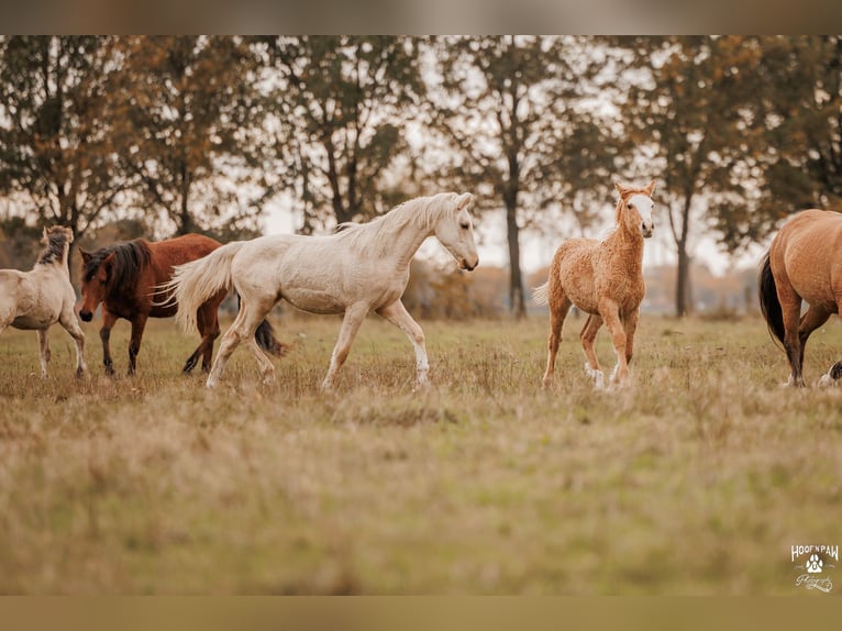 Palomino Jument 2 Ans 157 cm Palomino in Thedinghausen