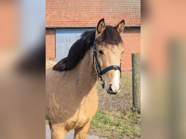 Palomino Jument 3 Ans 135 cm Palomino in Emsdetten