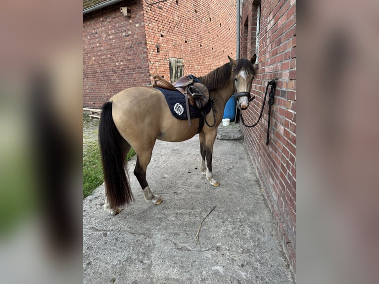 Palomino Jument 3 Ans 135 cm Palomino in Emsdetten