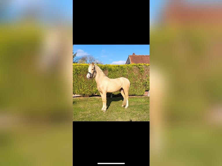 Palomino Jument 3 Ans 140 cm Palomino in Norderstedt