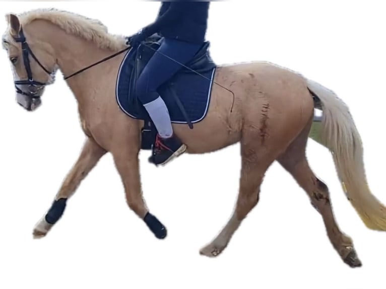 Palomino Jument 4 Ans 144 cm Palomino in Norderstedt