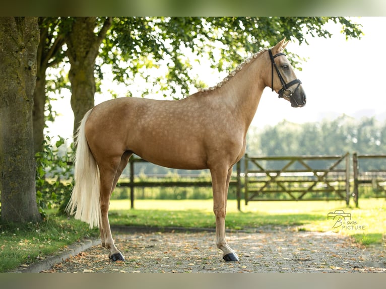 Palomino Jument 4 Ans 150 cm Palomino in Wouwse Plantage