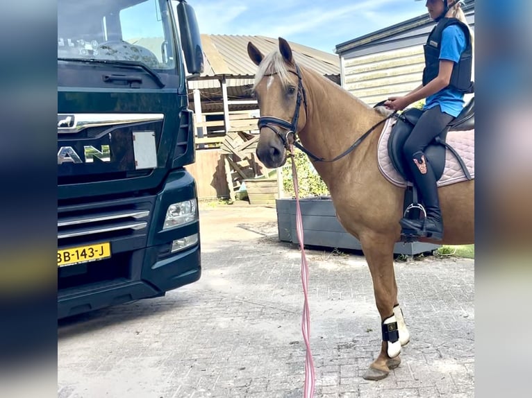 Palomino Jument 4 Ans 152 cm Palomino in Rucphen