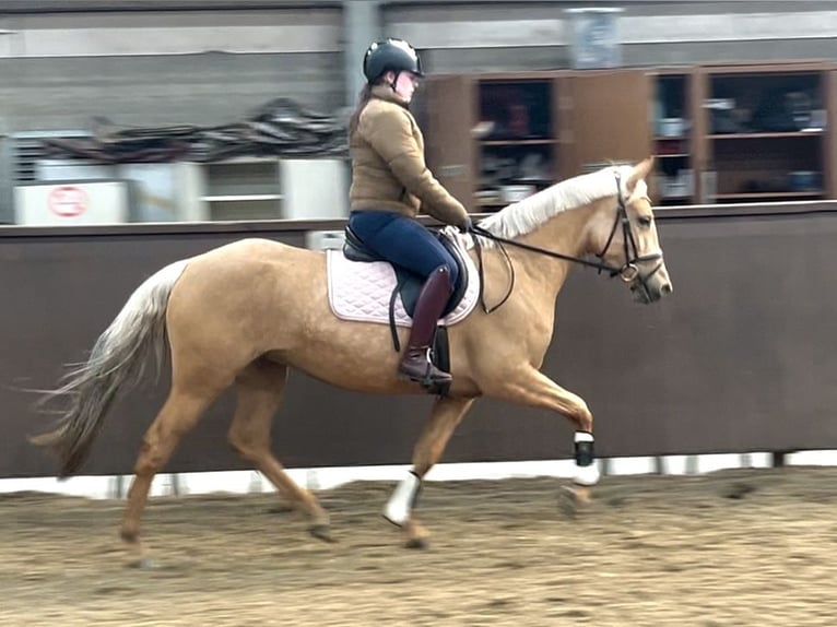 Palomino Jument 4 Ans 152 cm Palomino in Rucphen