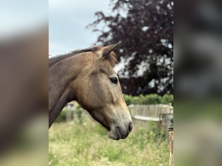 Palomino Jument 4 Ans 160 cm Buckskin in Garbsen