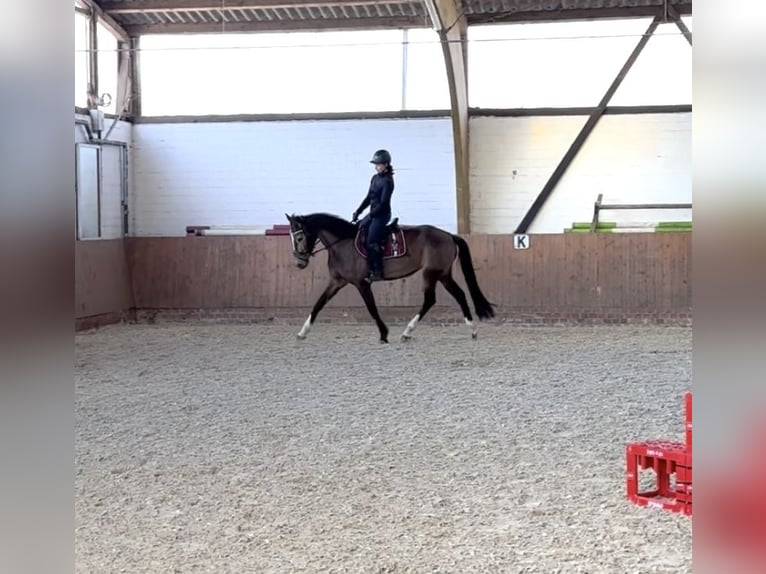 Palomino Jument 4 Ans 160 cm Buckskin in Garbsen