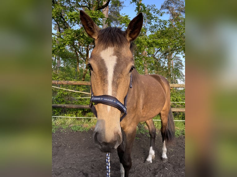Palomino Jument 4 Ans 160 cm Buckskin in Garbsen