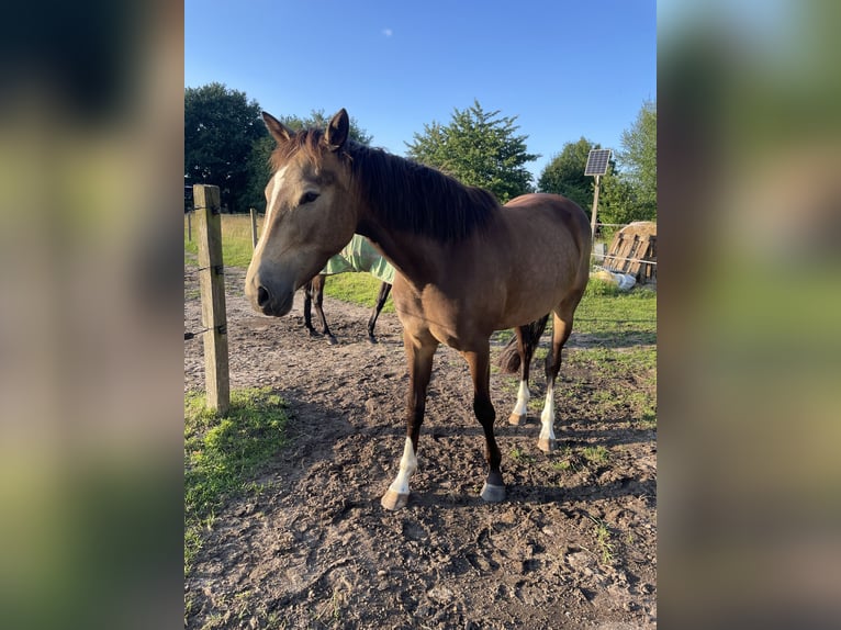 Palomino Jument 4 Ans 160 cm Buckskin in Garbsen