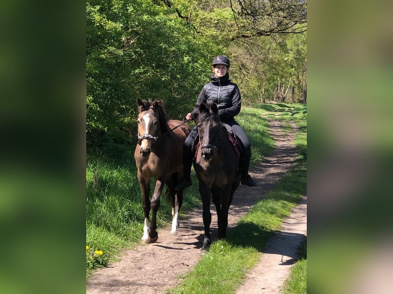 Palomino Jument 4 Ans 160 cm Buckskin in Garbsen