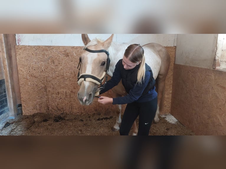 Palomino Jument 4 Ans 160 cm Palomino in Laupersdorf