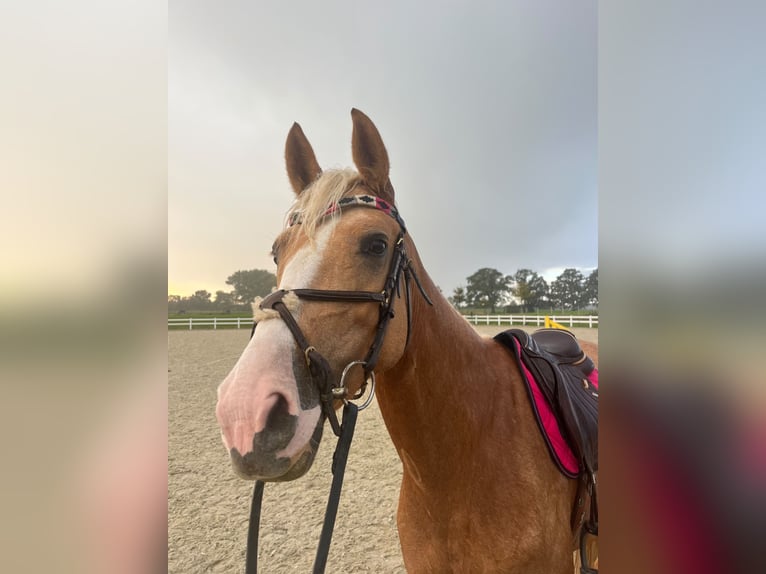 Palomino Jument 4 Ans 162 cm Palomino in Ahrensbök