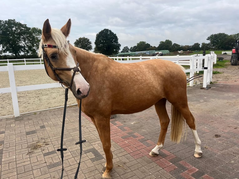 Palomino Jument 4 Ans 162 cm Palomino in Ahrensbök