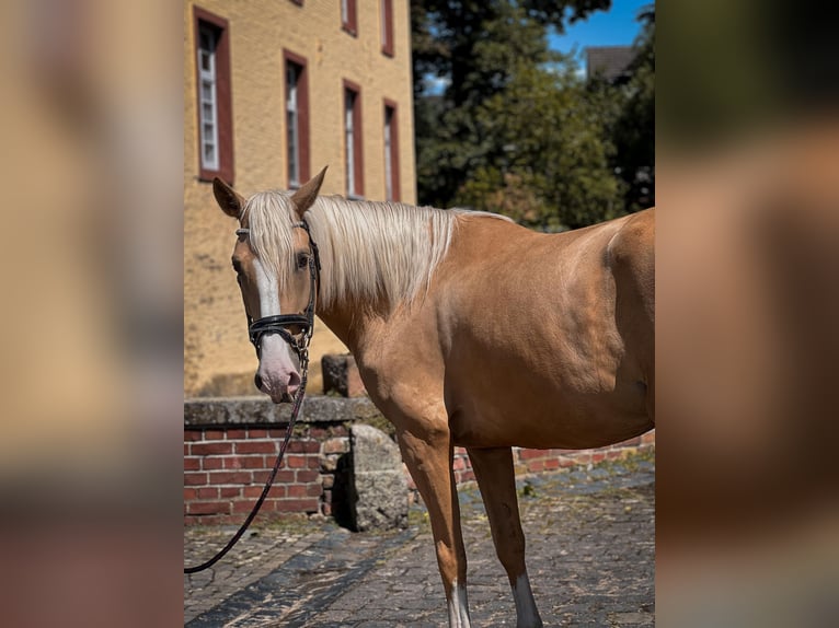 Palomino Jument 4 Ans Palomino in Rommerskirchen