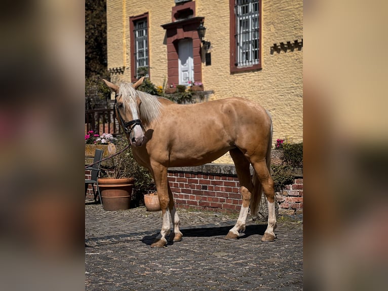 Palomino Jument 4 Ans Palomino in Rommerskirchen